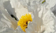 whitepoppy4231.JPG