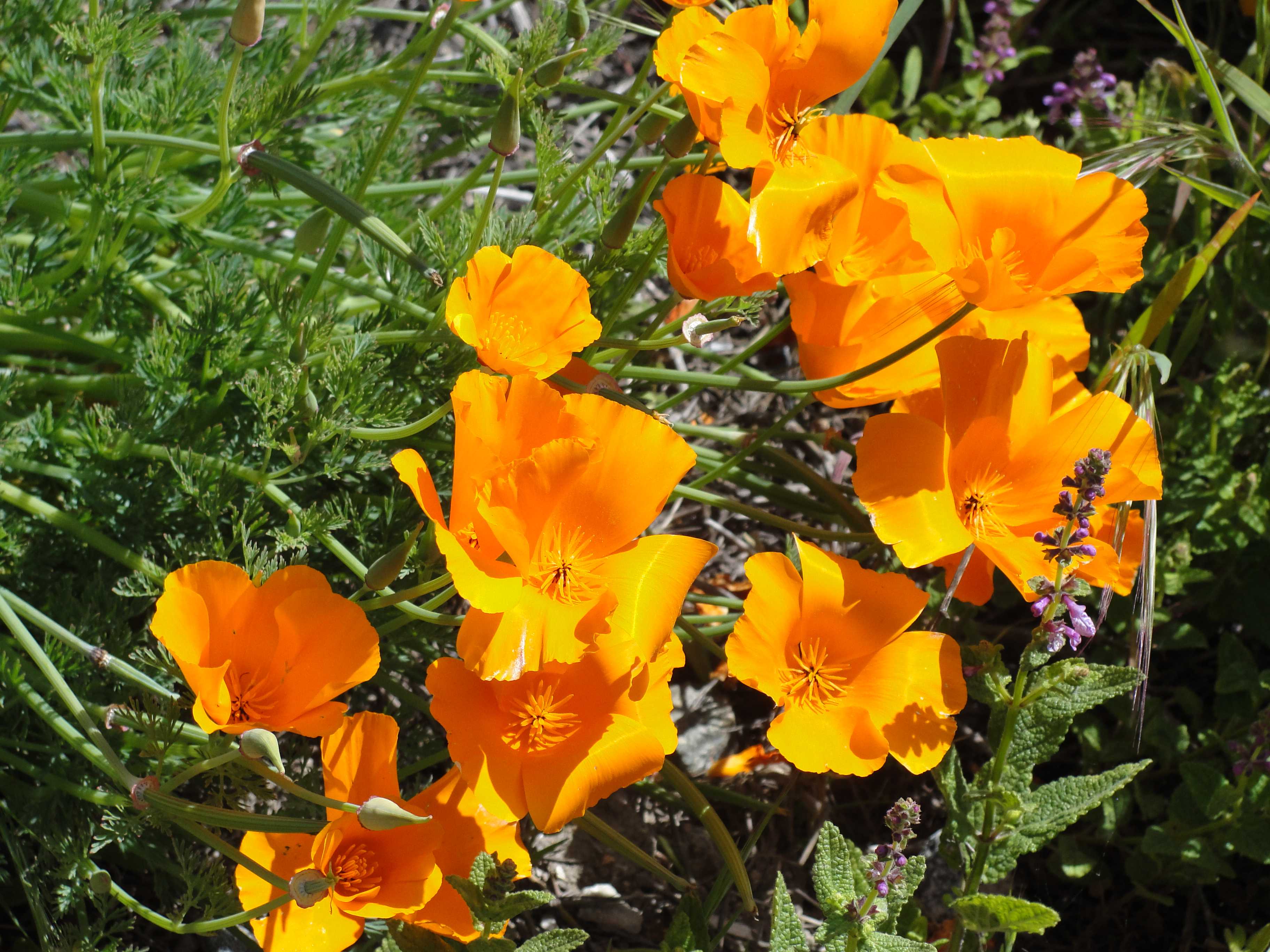 california poppies 